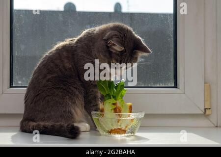 Gatto che guarda la riccoltivazione del cavolo cinese in una ciotola di vetro su un davanzale. Usando gli scarti vegetali per coltivare le verdure organiche a casa. Foto Stock