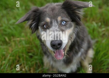 I cani vanno per una passeggiata e giocare nel prato Foto Stock