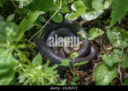 il piccolo serpente si trova tra piante verdi al sole e nella foresta Foto Stock