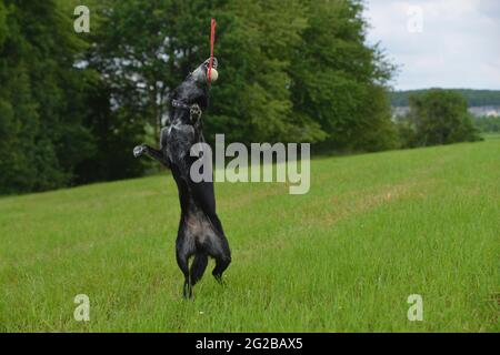 I cani vanno per una passeggiata e giocare nel prato Foto Stock