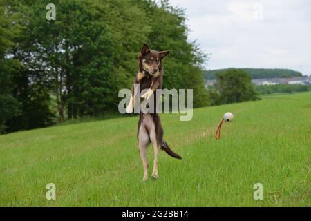 I cani vanno per una passeggiata e giocare nel prato Foto Stock