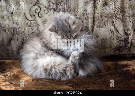 Il gatto meraviglioso sta giocando in casa Foto Stock