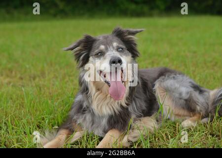 I cani vanno per una passeggiata e giocare nel prato Foto Stock