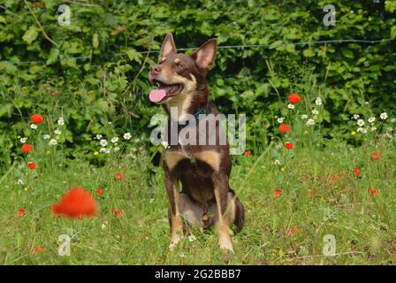 I cani vanno per una passeggiata e giocare nel prato Foto Stock