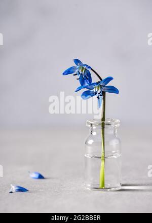 Primo fiore primaverile di squill blu siberiano o Scilla siberica in un mini vaso di vetro. Minimalismo e concetto di cartolina. Spazio di copia. Foto Stock