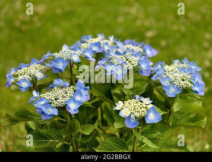 Bella Hydrangea blu fiore di macrophylla teller fiore. Natura estate giardino concetto. Messa a fuoco selettiva. Spazio di copia. Foto Stock