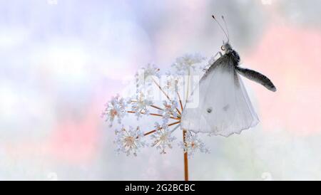 Farfalla grande, Pieris brassicae su un fiore di campo Foto Stock