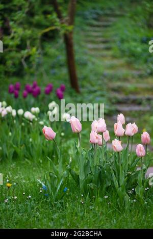 Bellissimi tulipani colorati nella mattinata cupa e nebulosa di una giornata piovosa. Vecchie scale di legno sullo sfondo. Foto Stock