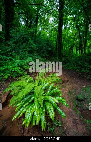 Felci che crescono accanto ad un ruscello in un legno scuro in Herefordshire, Inghilterra Foto Stock