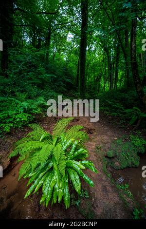 Felci che crescono accanto ad un ruscello in un legno scuro in Herefordshire, Inghilterra Foto Stock