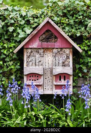 Bellissimo hotel di insetti o insetti appeso su una parete coperta di edera e fiori blu di campane nel giardino di campagna primaverile. Concetto di protezione animale. Foto Stock