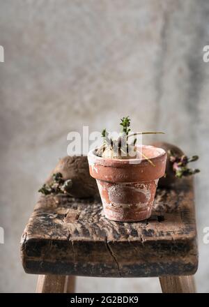Patate germinanti preparate in una vecchia pentola di pianta di ceramica prima della piantatura. Giardino biologico concetto. Spazio di copia. Foto Stock