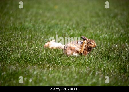 Lepre bruna su terreni di pascolo in primavera Foto Stock