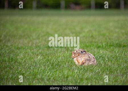 Lepre bruna su terreni di pascolo in primavera Foto Stock