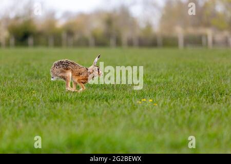 Lepre bruna su terreni di pascolo in primavera (in esecuzione) Foto Stock