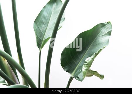 foglia tropicale, natura verde isolata su sfondo bianco Foto Stock