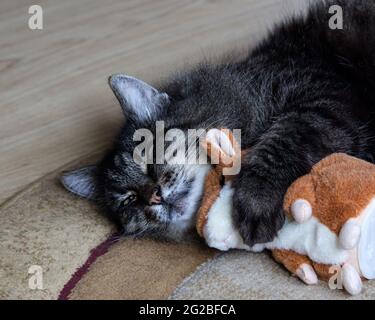 Gatto dormendo in posa divertente Foto Stock