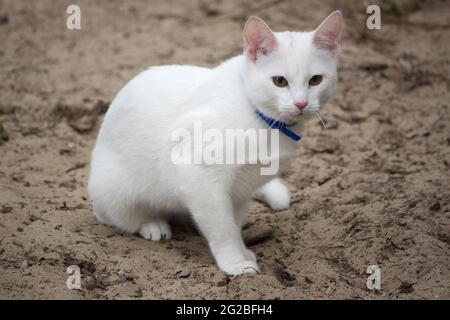 Gatto Abissine bianco sulla passeggiata Foto Stock