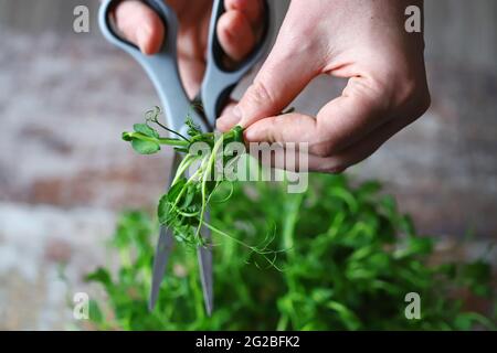 Le mani dell'uomo tagliano i micro-verdi con le forbici. Freschi germogli succosi di piselli. Traccia elementi. Supercalotte. Foto Stock