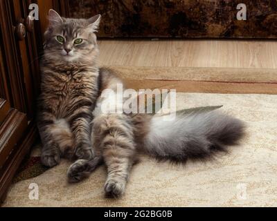 Il gatto meraviglioso sta giocando in casa Foto Stock