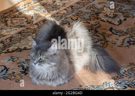 Il gatto meraviglioso sta giocando in casa Foto Stock