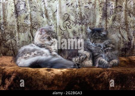 Il gatto meraviglioso sta giocando in casa Foto Stock