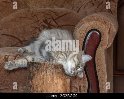 Il gatto meraviglioso sta giocando in casa Foto Stock