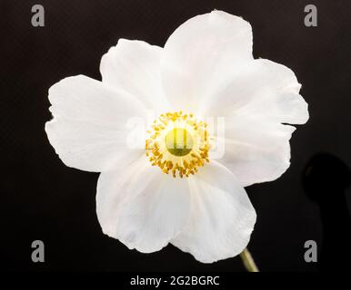 rosa bianca Foto Stock