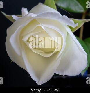 rosa bianca in fiore isolata su sfondo nero. Foto Stock