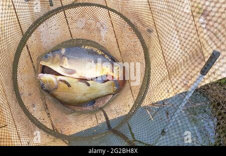 Pescato sulla riva in una gabbia da pesca. Pesca trappola con pesce in esso Foto Stock