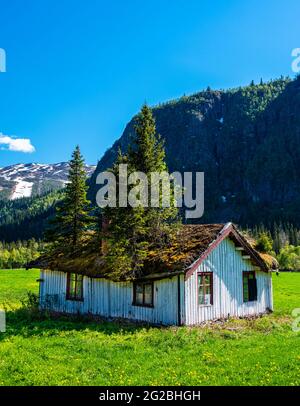 Antico cottage a Hemsedal, Norvegia, con alberi alti che crescono sul tetto. Foto Stock