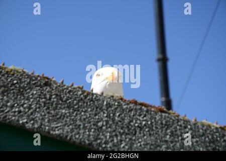 Gabbiani a St Ives, Cornovaglia Foto Stock