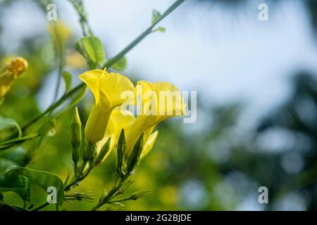 Primo piano del fiore giallo di una pianta di Tecoma Stans. Macro foto dei petali del fiore di Tecoma. Il giardino con piante in fiore Tecoma Stans Foto Stock