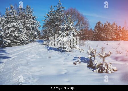 Foresta innevata in una soleggiata giornata invernale. Alberi di pino coperti di neve. Natura invernale Foto Stock