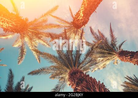 Palme contro il cielo al tramonto. Natura tropicale sfondo. Vista dal basso di Palm Trees Foto Stock