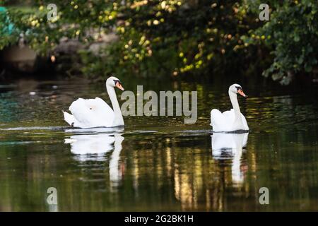 Coppia di cigni che nuotano in un lago Foto Stock