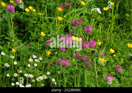 Trifoglio, coppette e margherite in un campo dello Yorkshire. Foto Stock