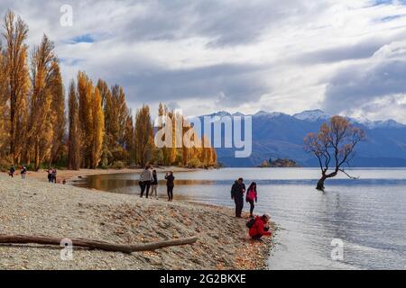 Lago Wanaka, Nuova Zelanda, in autunno. I turisti sulla riva guardano 'quell'albero di Wanaka', un famoso salice solone nelle acque del lago Foto Stock