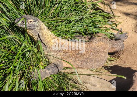 Un drago di Komodo, la più grande specie di lucertola del mondo, che riposa in un letto di erba allo Zoo di Taronga, Sydney, Australia Foto Stock