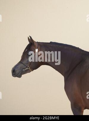 Stallone arabo Castagno Cavallo Ritratto Foto Stock