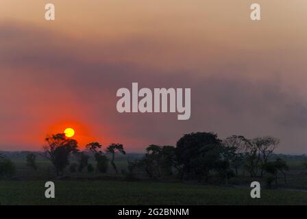 Tramonto sulla costa meridionale del Guatemala, silhouette di alberi e canna da zucchero. Foto Stock