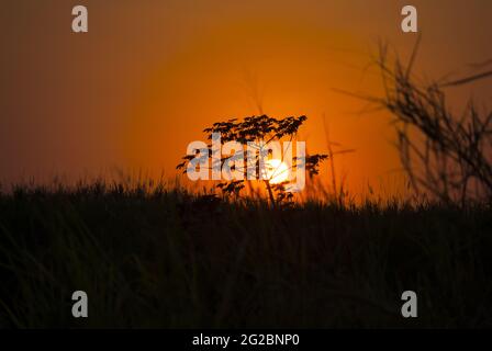 Tramonto sulla costa meridionale del Guatemala, silhouette di alberi e canna da zucchero. Foto Stock