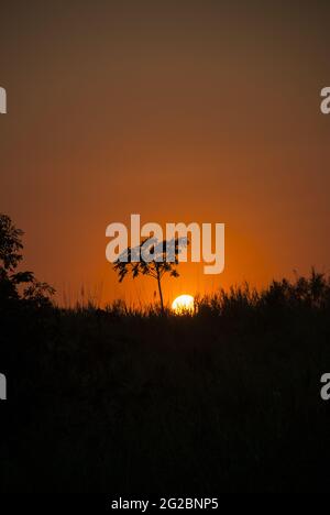 Tramonto sulla costa meridionale del Guatemala, silhouette di alberi e coltivazione di canna da zucchero. Foto Stock