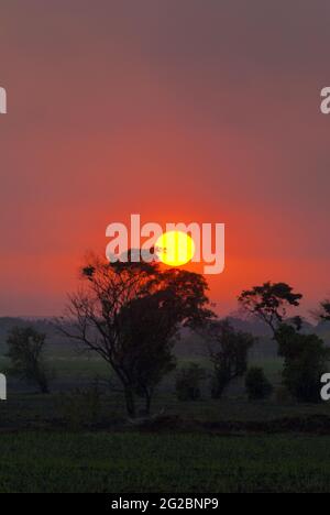 Tramonto sulla costa meridionale del Guatemala, silhouette di alberi e canna da zucchero. Foto Stock