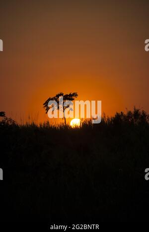 Tramonto sulla costa meridionale del Guatemala, silhouette di alberi e canna da zucchero. Foto Stock