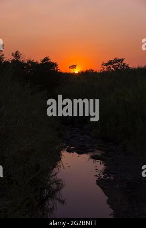 Tramonto sulla costa meridionale del Guatemala, silhouette di alberi e canna da zucchero. Foto Stock