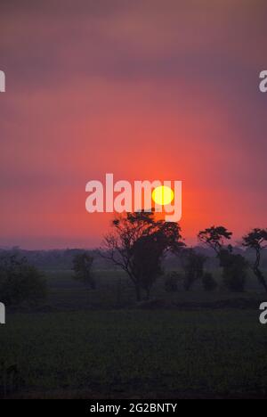 Tramonto sulla costa meridionale del Guatemala, silhouette di alberi e canna da zucchero. Foto Stock