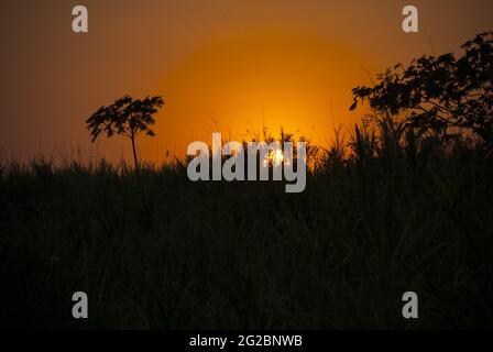 Tramonto sulla costa meridionale del Guatemala, silhouette di alberi e canna da zucchero. Foto Stock