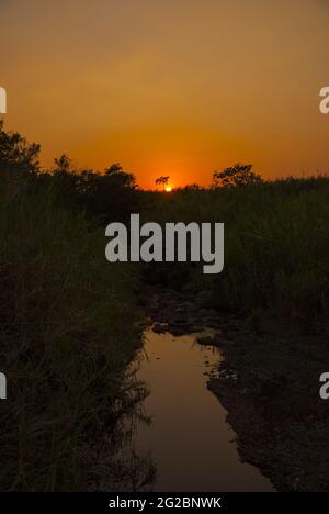 Tramonto sulla costa meridionale del Guatemala, silhouette di alberi e canna da zucchero. Foto Stock