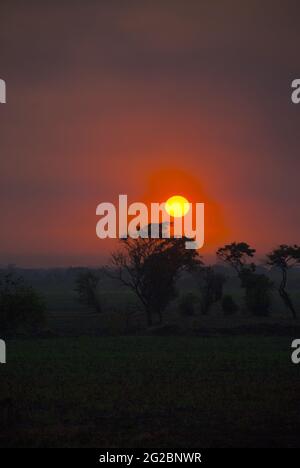 Tramonto sulla costa meridionale del Guatemala, silhouette di alberi e canna da zucchero. Foto Stock